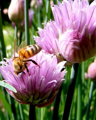 Allison Vallin June chive bee