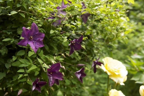 Clematis and roses at Legacy Emanuel Children’s Hospital Garden. Photo by Max Sokol