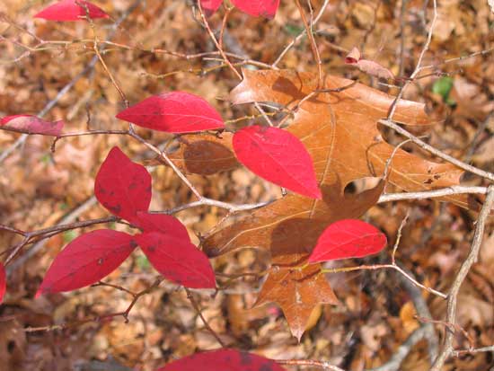 Autumn leaves. Photo by Naomi Sachs