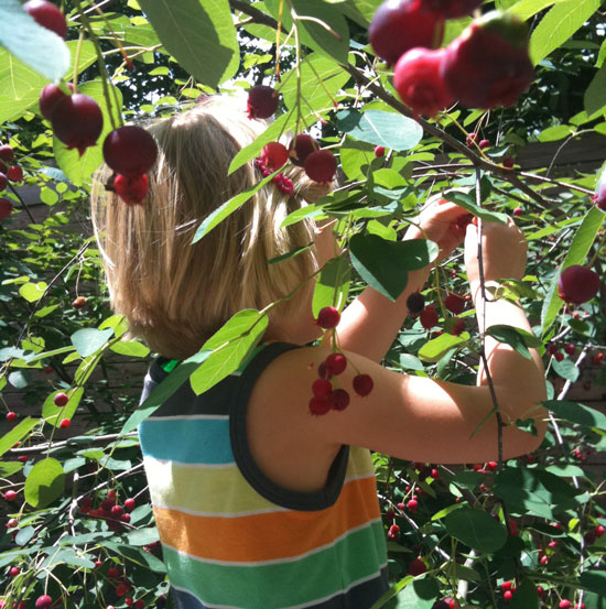 Uma, picking serviceberries. Photo by Naomi Sachs