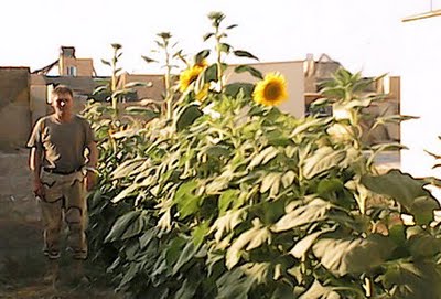 Veteran and sunflowers. Photo courtesy of Defiant Gardens.