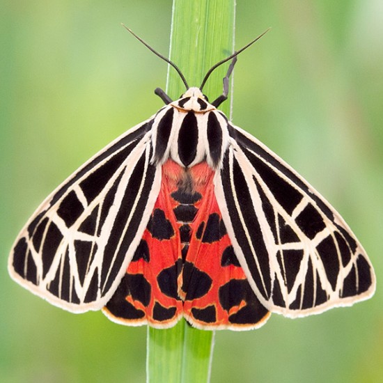 Virgin tiger moth. Photo by Henry Domke, http://henrydomke.com