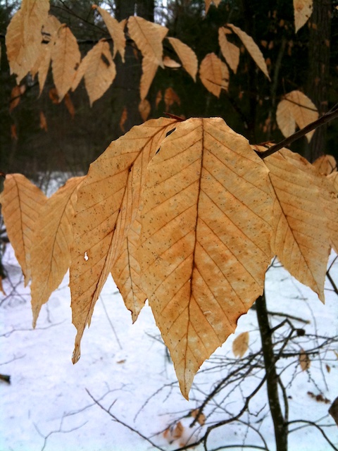 Beech leaves. Photo by Naomi Sachs