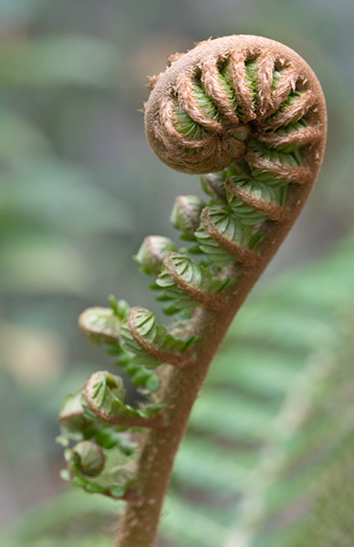 Fiddlehead fern. Photo by Henry Domke, http://www.henrydomke.com