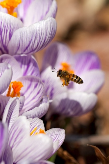 Crocuses and an early pollinator. Photo courtesy of Chiot's Run, www.chiotsrun.com
