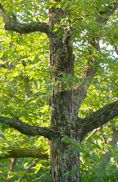 White oak. Photo by Henry Domke http://www.henrydomke.com