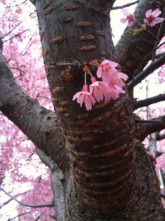 Cherry blossoms at Dia:Beacon. Photo by Naomi Sachs
