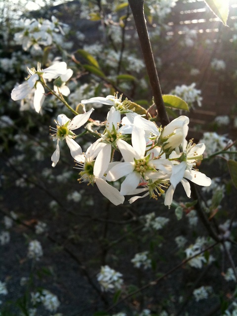 Serviceberry (Amelanchier spp.) in bloom. Photo by Naomi Sachs