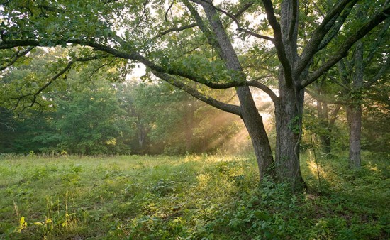 White oak. Photo by Henry Domke, http://henrydomke.com