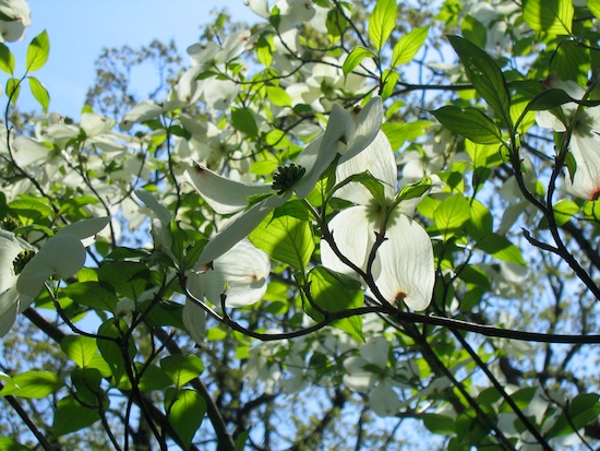 Dogwood blossoms. Photo by Naomi Sachs