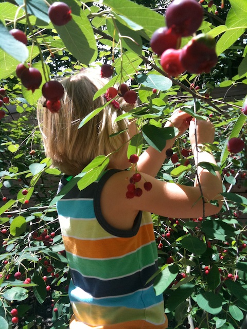Harvesting (and eating!) fruit from the serviceberry/Juneberry tree. Photo by Naomi Sachs