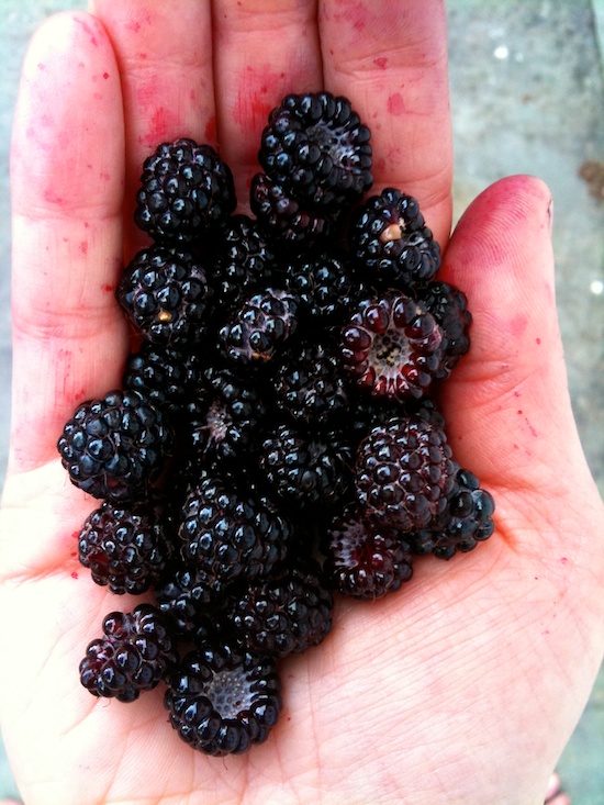 Wild black raspberries. Photo by Naomi Sachs