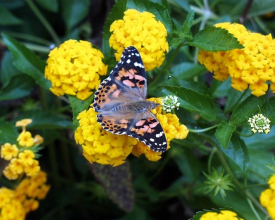 Painted Lady butterfly, St. Louis Children's Hospital. Photo by Gary Wangler