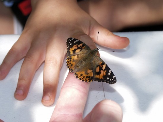 Painted Lady butterly on little hands, St. Louis Children's Hospital. Photo by Gary Wangler