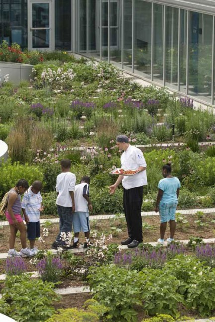 Gary Comer Youth Center Rooftop Garden, Chicago, IL. Image courtesy Hoerr Shaudt Landscape Architects
