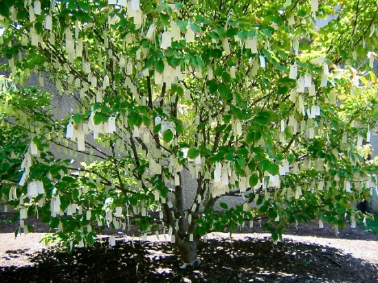 Yoko Ono's "Wish Tree for Washington, DC." Photo by Naomi Sachs