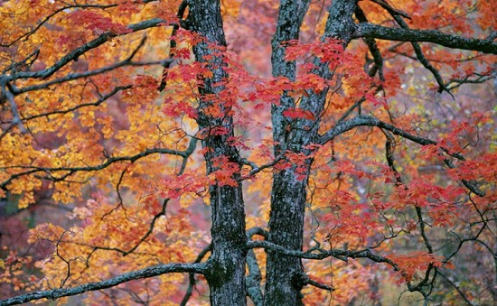 Fall maple by Henry Domke, http://henrydomke.com
