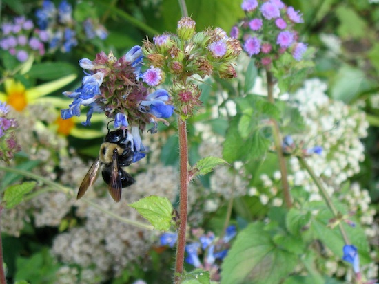 Late-season bumble bee, Stonecrop Gardens, Cold Spring, NY. Photo by Naomi Sachs