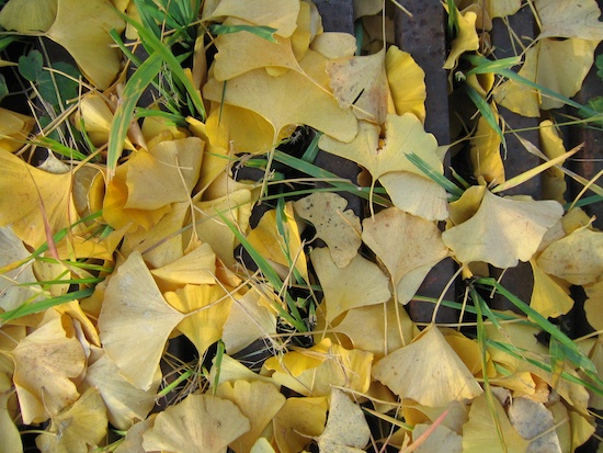 Ginkgo leaves, Berlin, Germany. Photo by Naomi Sachs