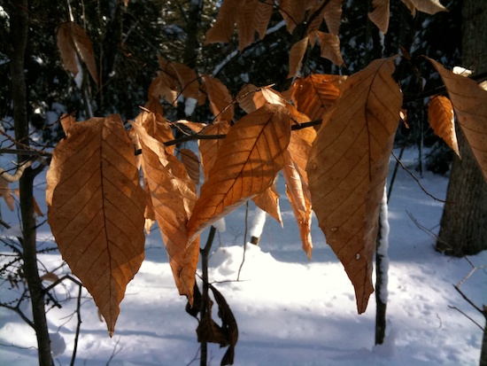 Beech leaves. Photo by Naomi Sachs