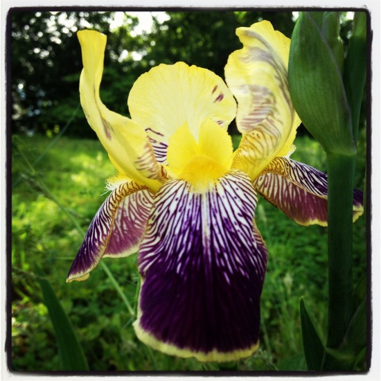 Bearded Iris. Photo by Naomi Sachs
