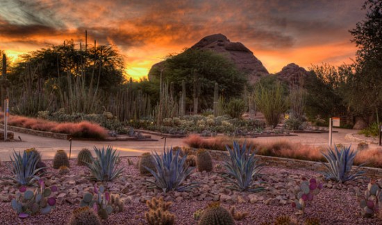 Desert Botanic Garden, Phoenix, AZ. Ottosen Entry Garden. Photo courtesy of Desert Botanic Garden