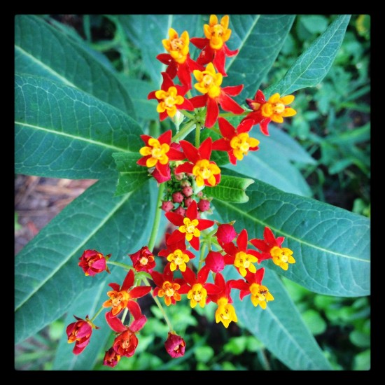 Butterfly weed (Asclepias curassavica). Photo by Naomi Sachs