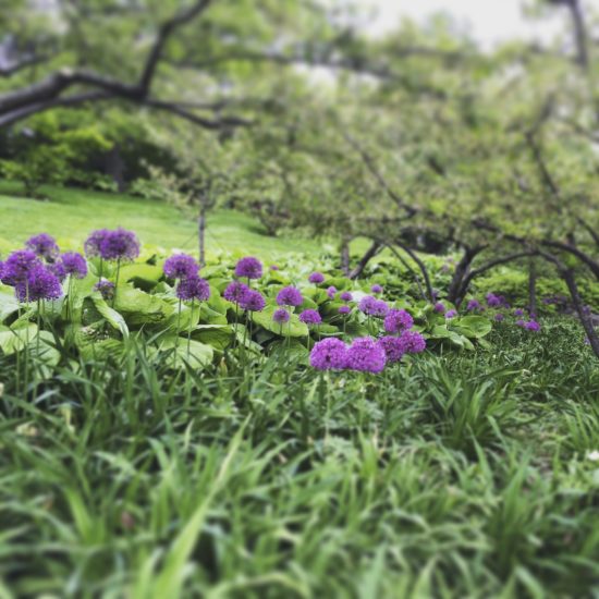 Alliums at Chicago Botanic Garden. Photo by Naomi Sachs