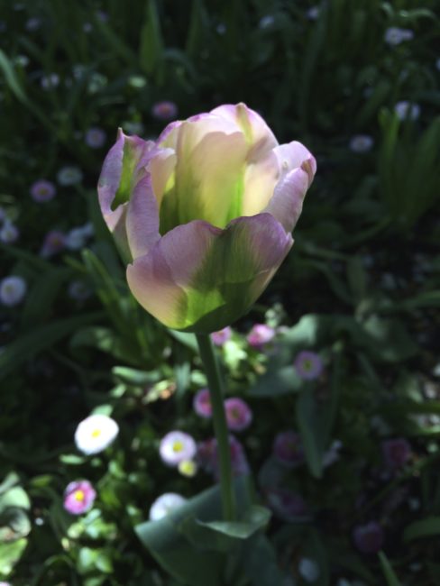 Tulip. Photo by Naomi Sachs