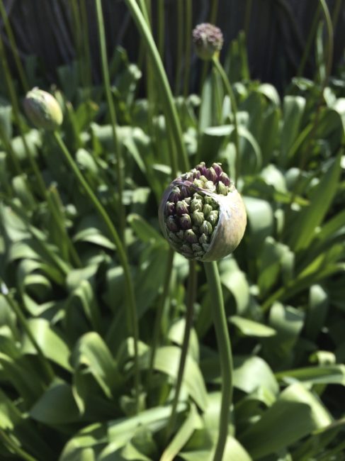 Allium detail. Photo by Naomi Sachs