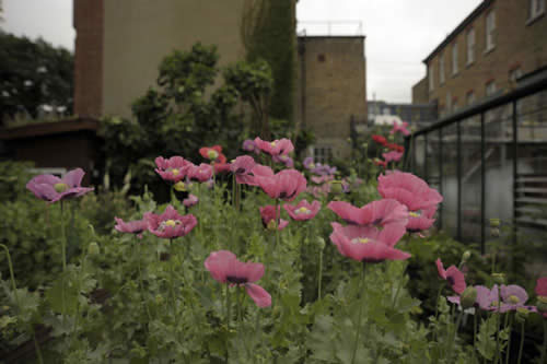Charlie Hopkinson allotment garden UK